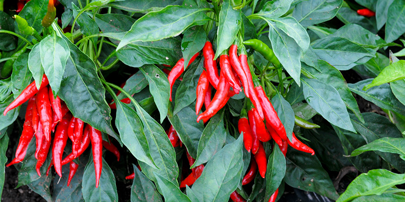 【東京都武蔵野市】”境のとんがらし”使ったクラフトビール。その名もMr. SAKAI！