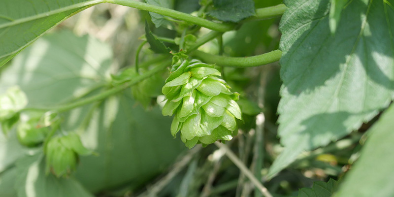 【東京都武蔵野市】東京でホップを育てよう！武蔵野市産生ホップを使った贅沢過ぎるビールが完成！